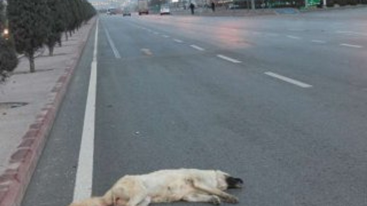Konya'da kadın sürücü köpeğe çarpmamak için kaza yaptı