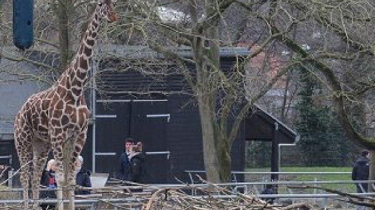 Kopenhag'da 18 aylık zürafa yer yok diye kesildi
