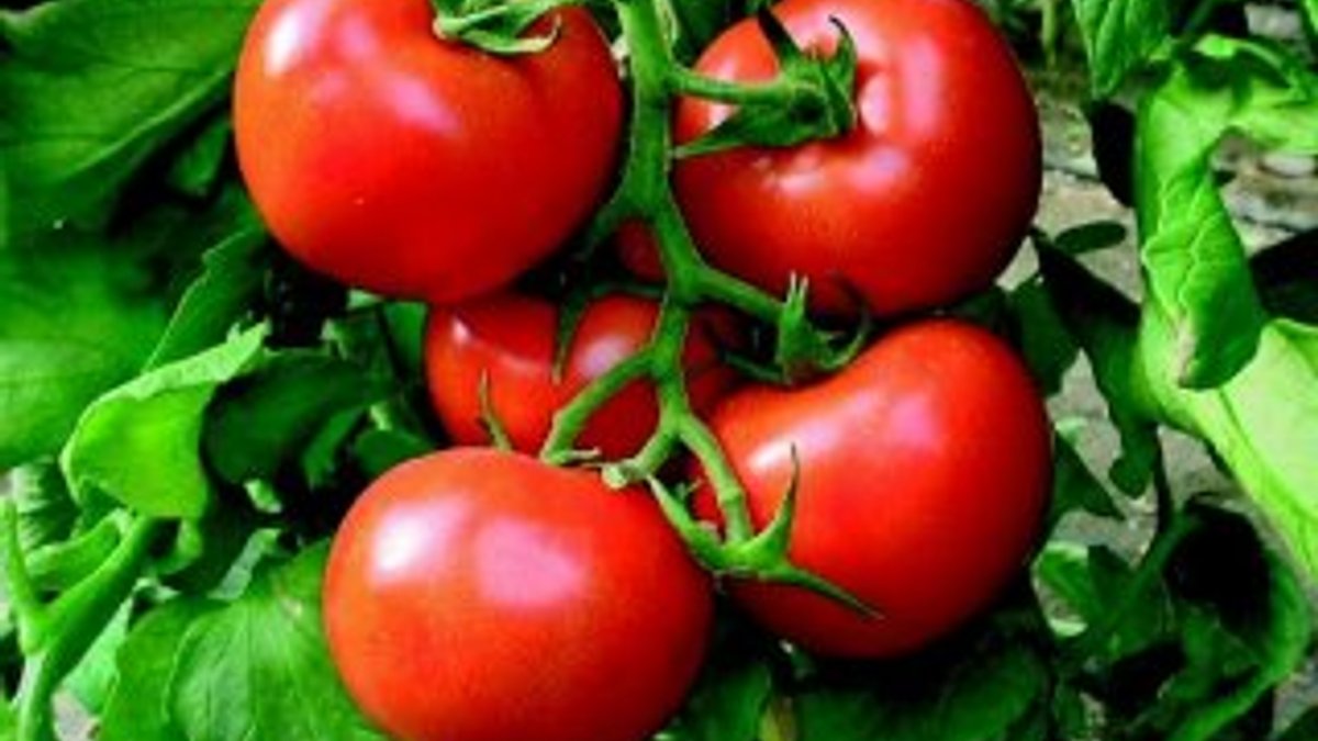 Rusya 22 ton domatesi Türkiye'ye geri gönderdi