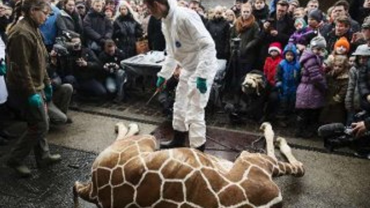 Danimarka'da bir zürafa daha öldürülebilir