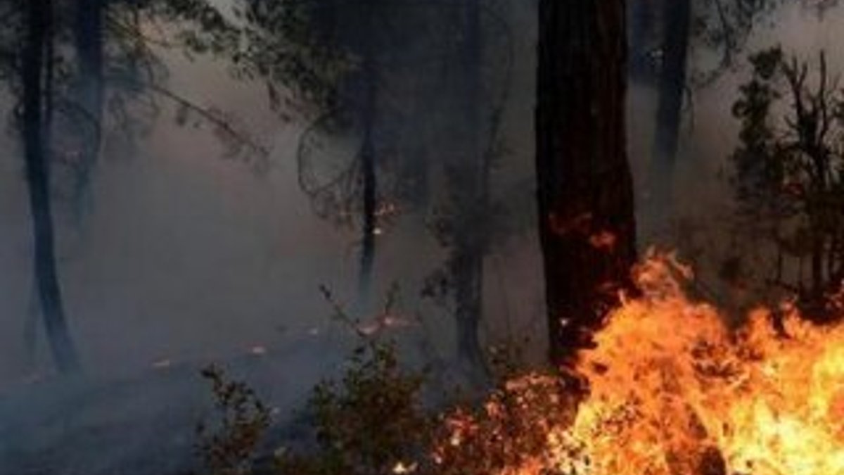 Şile'de çıkan orman yangını panik yarattı