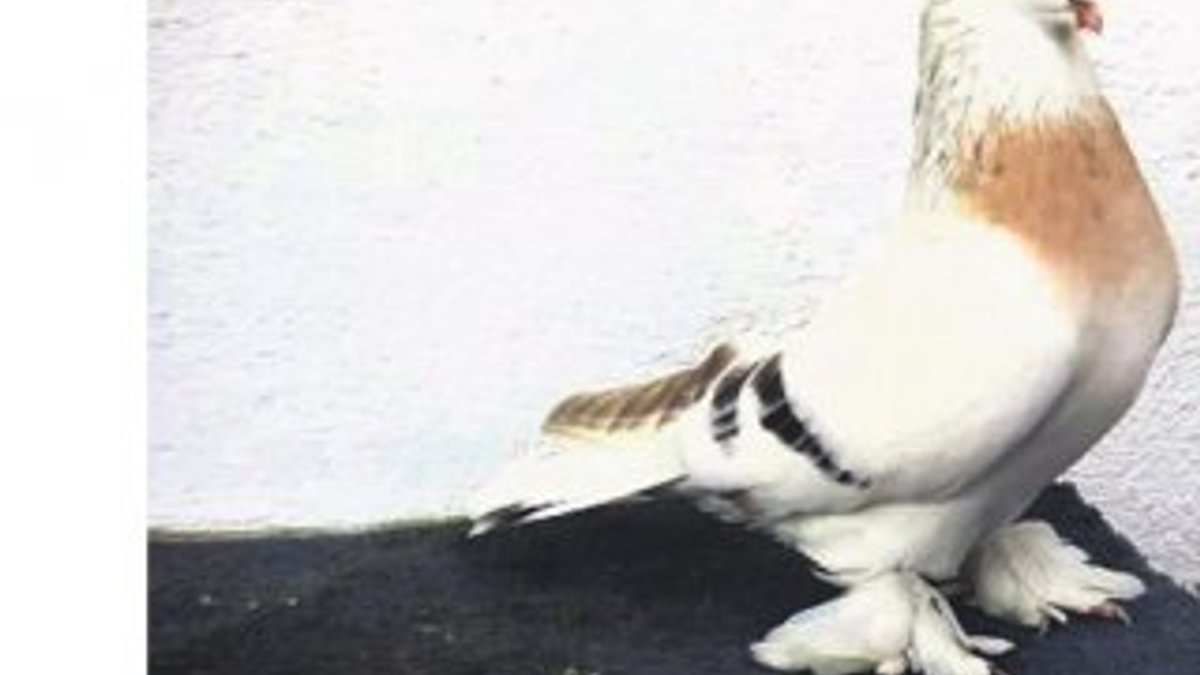 Van'da güvercin hırsızlarına rekor ceza verildi