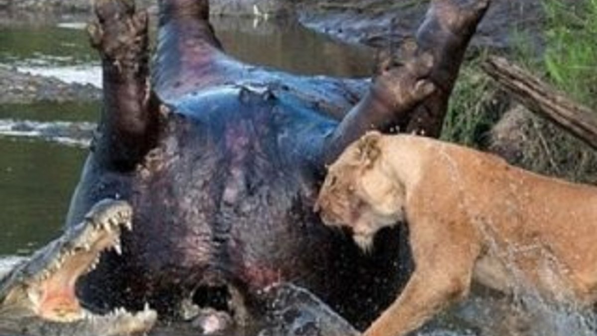 Kenya'da timsahla aslan avları için savaştı