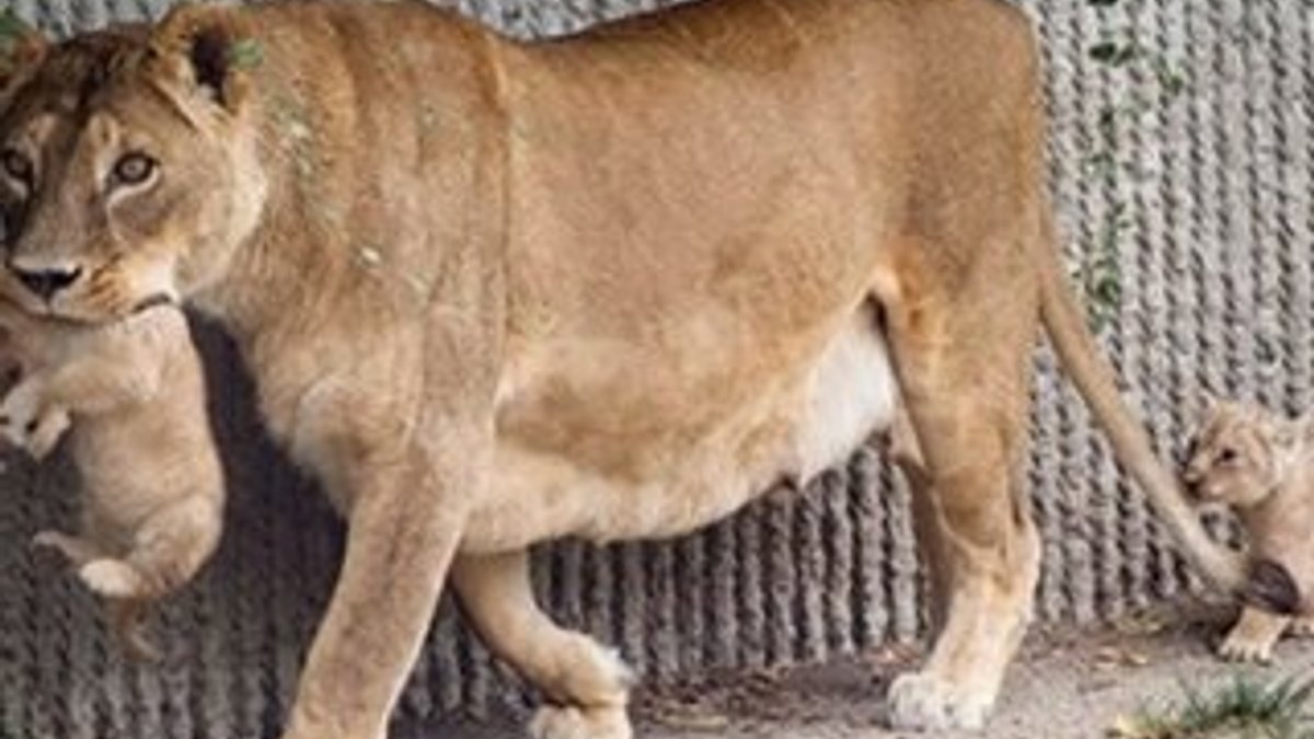 Kopenhag Hayvanat Bahçesi bu kez de 4 aslanı öldürdü