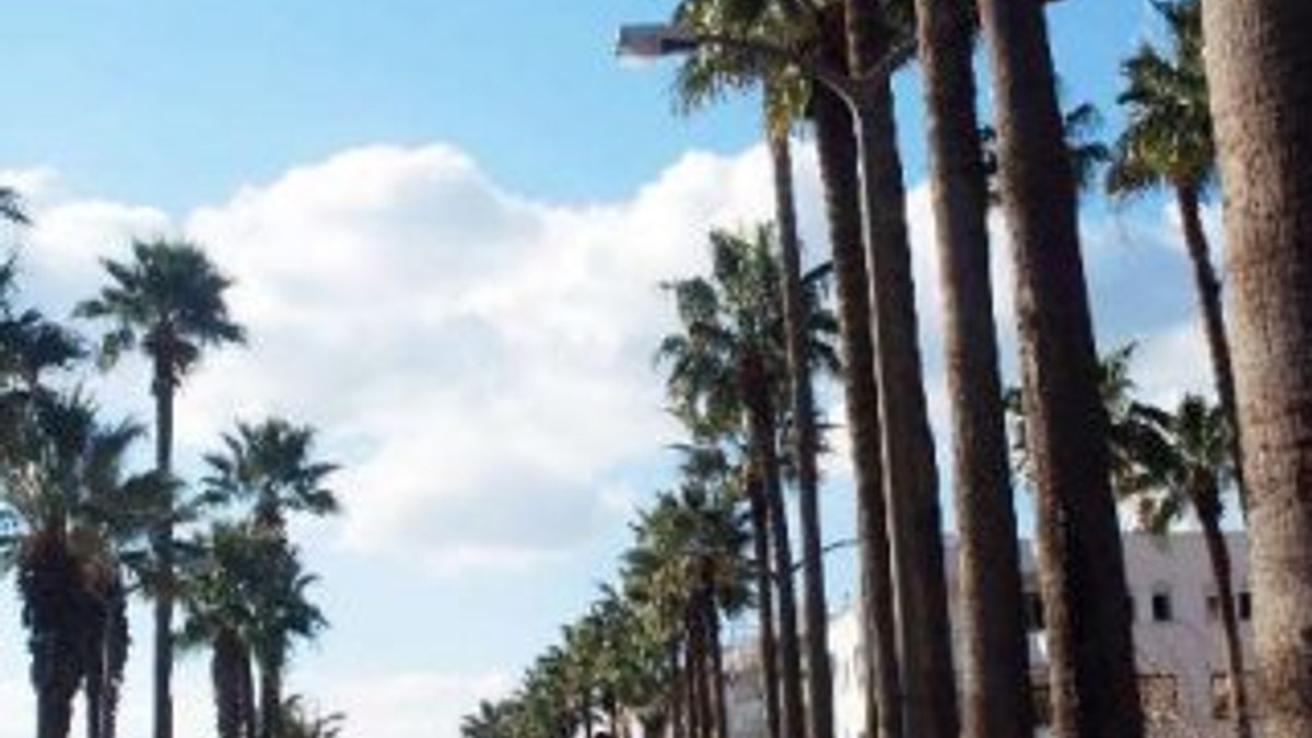 Marmaris ve Datça'ya palmiye girişi yasaklandı