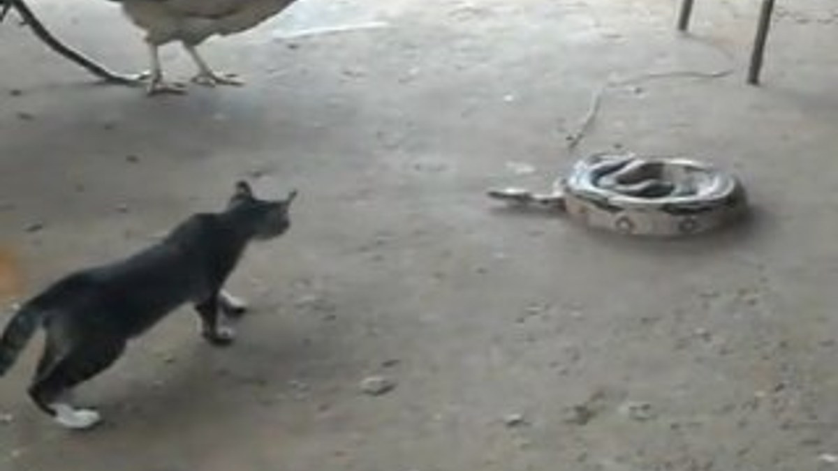 Yılan avındaki kediye eşek şakası İZLE