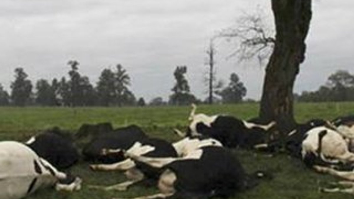 Şili'de düşen yıldırım 60 ineği telef etti