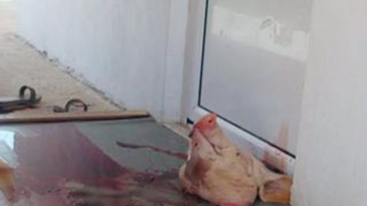 Yunanistan'da bir mescidin önüne domuz başı bırakıldı