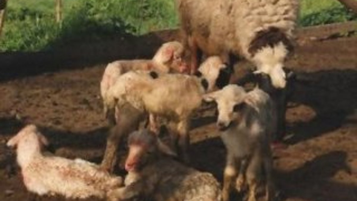 Koyun bir seferde 5 kuzu doğurdu