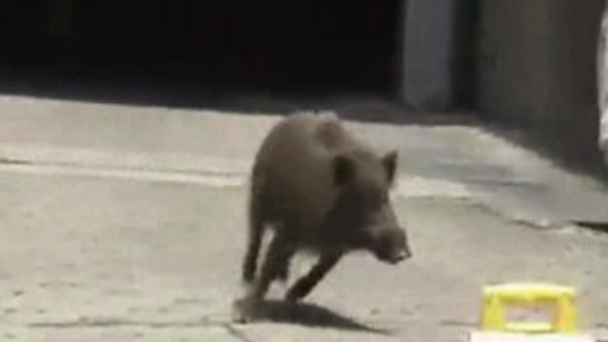 Japonya'da domuz dehşeti İZLE
