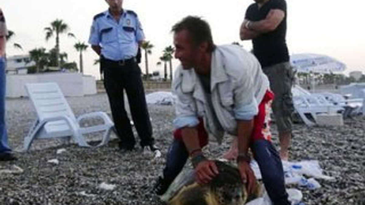 Caretta caretta kaplumbağasını götürürken yakalandı