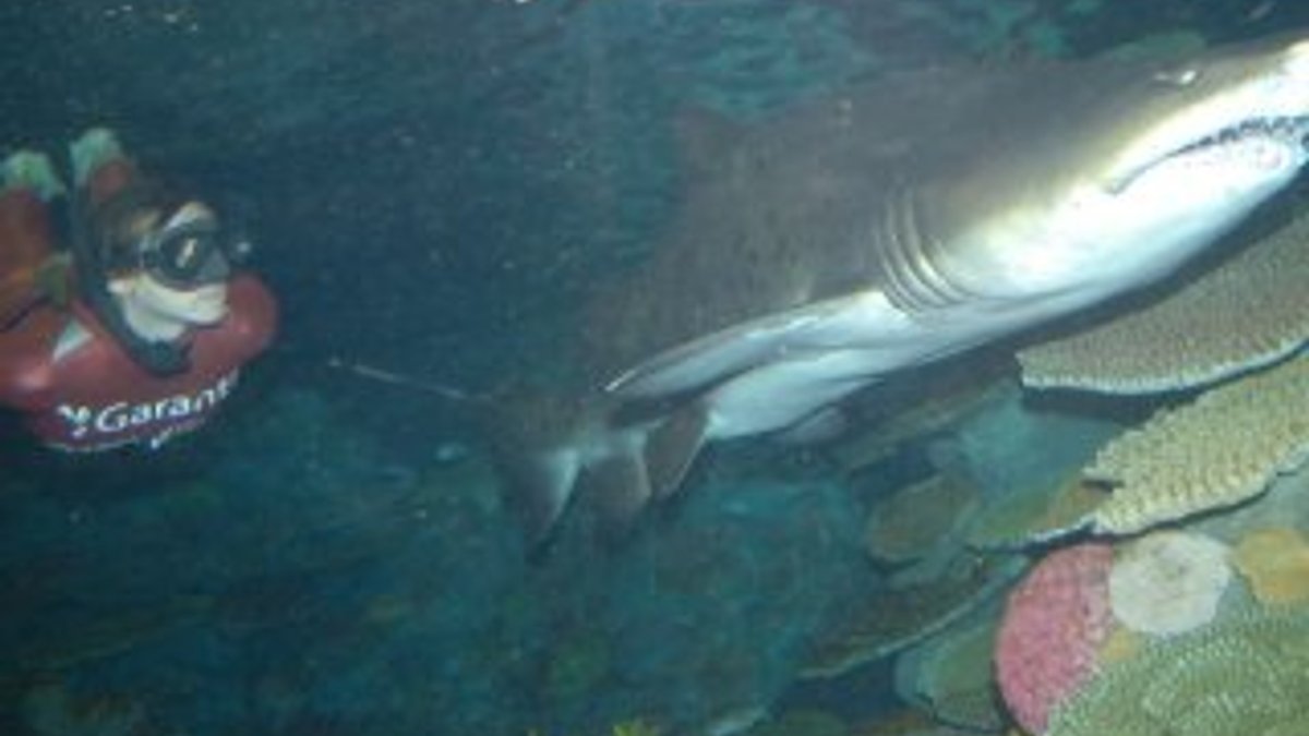 Rekortmen yüzücü Şahika Ercümen köpekbalığıyla yüzdü