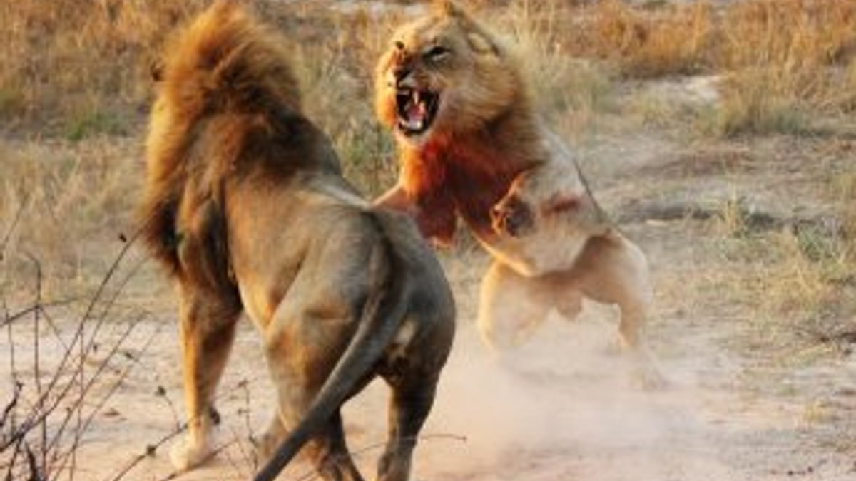 Erkek aslanların kanlı kavgası İZLE