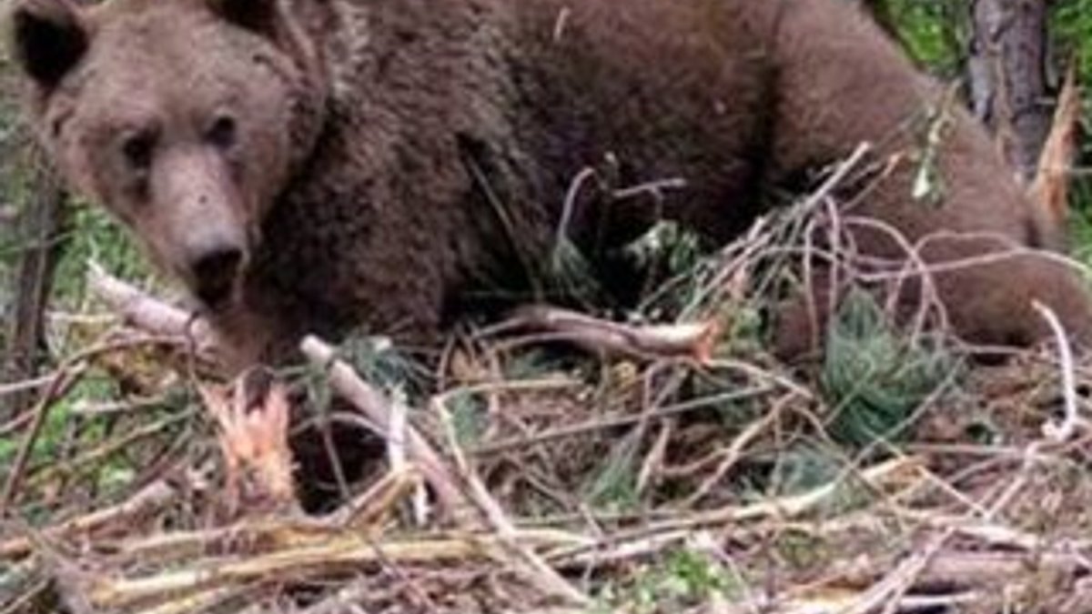 Kastamonu'da hayvan otlatan bir kişiyi ayı parçaladı