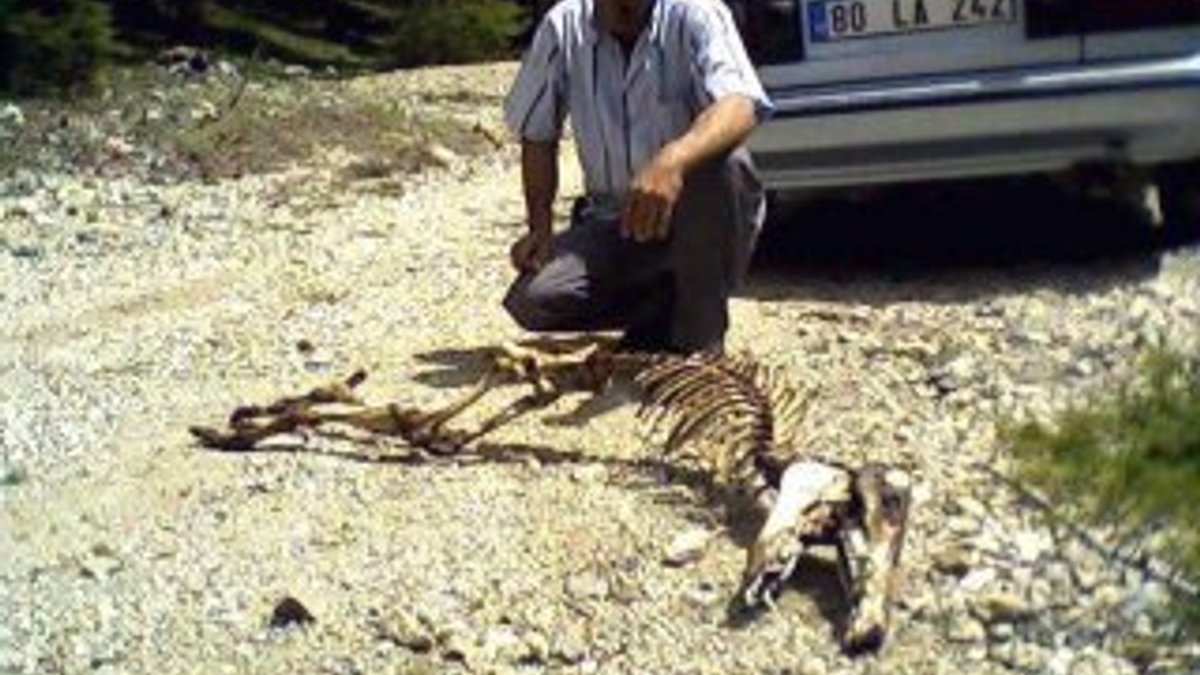 Kahramanmaraş'ta esrarengiz hayvan iskeleti
