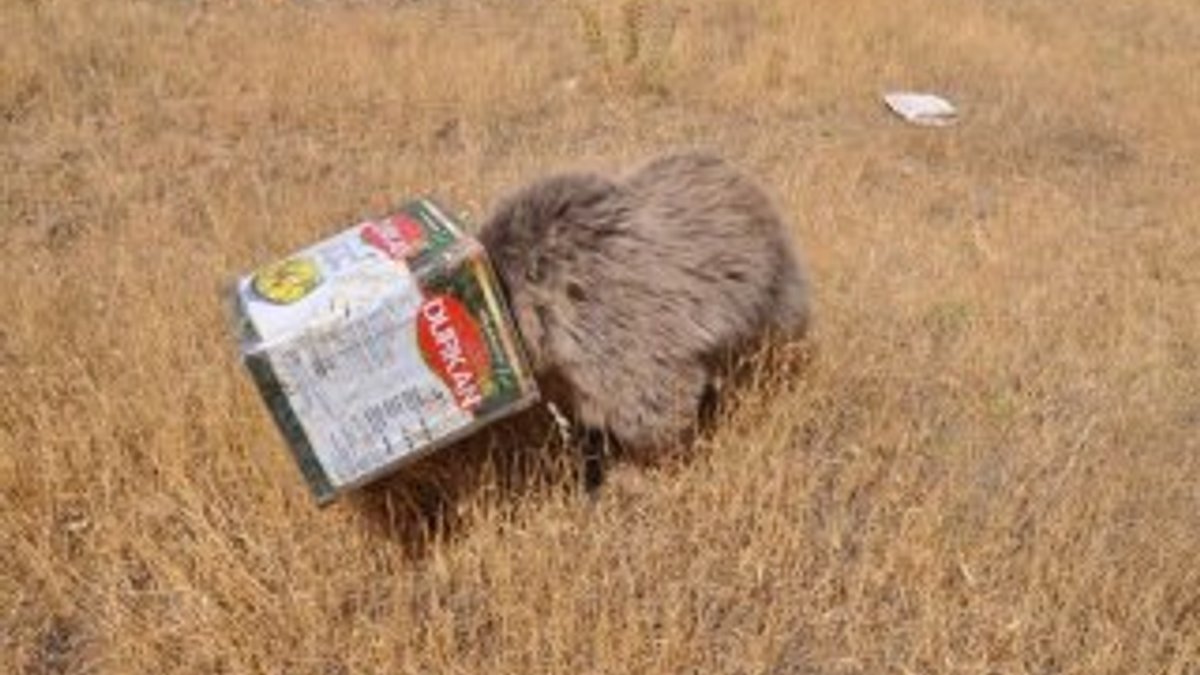 Kafası teneke kutuya sıkışan yavru ayı kurtarıldı
