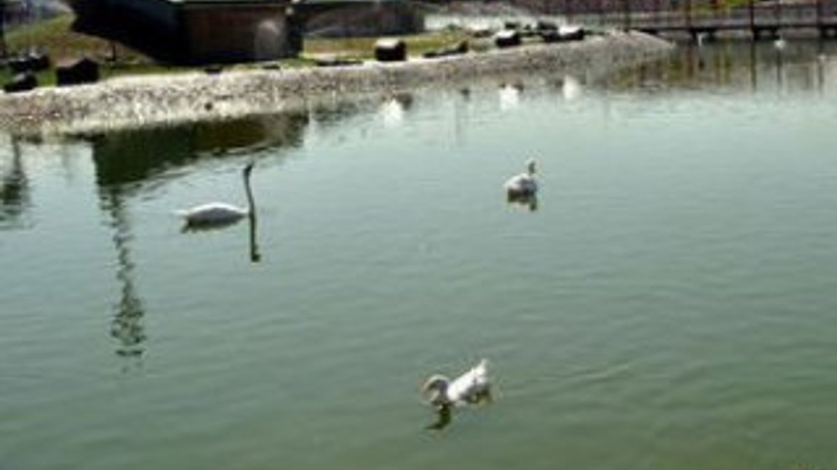 Kayseri'de yapay göletteki kuşlar telef oldu