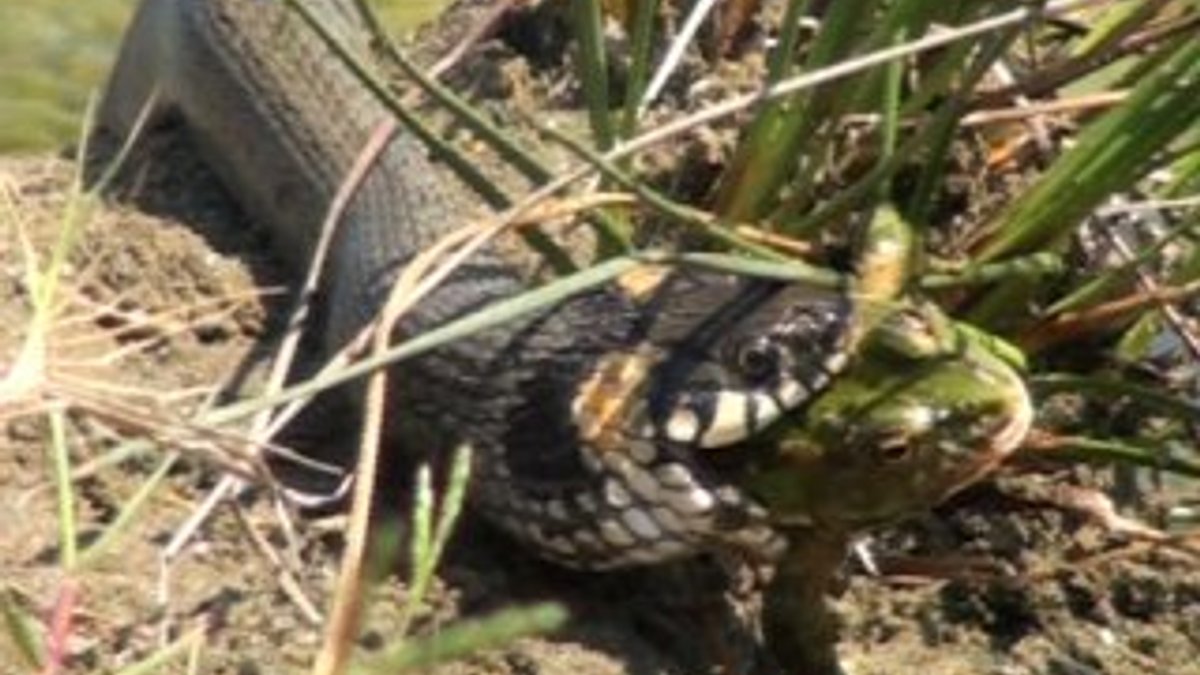 Sinop'ta su yılanı saniyeler içinde kurbağayı yedi İZLE