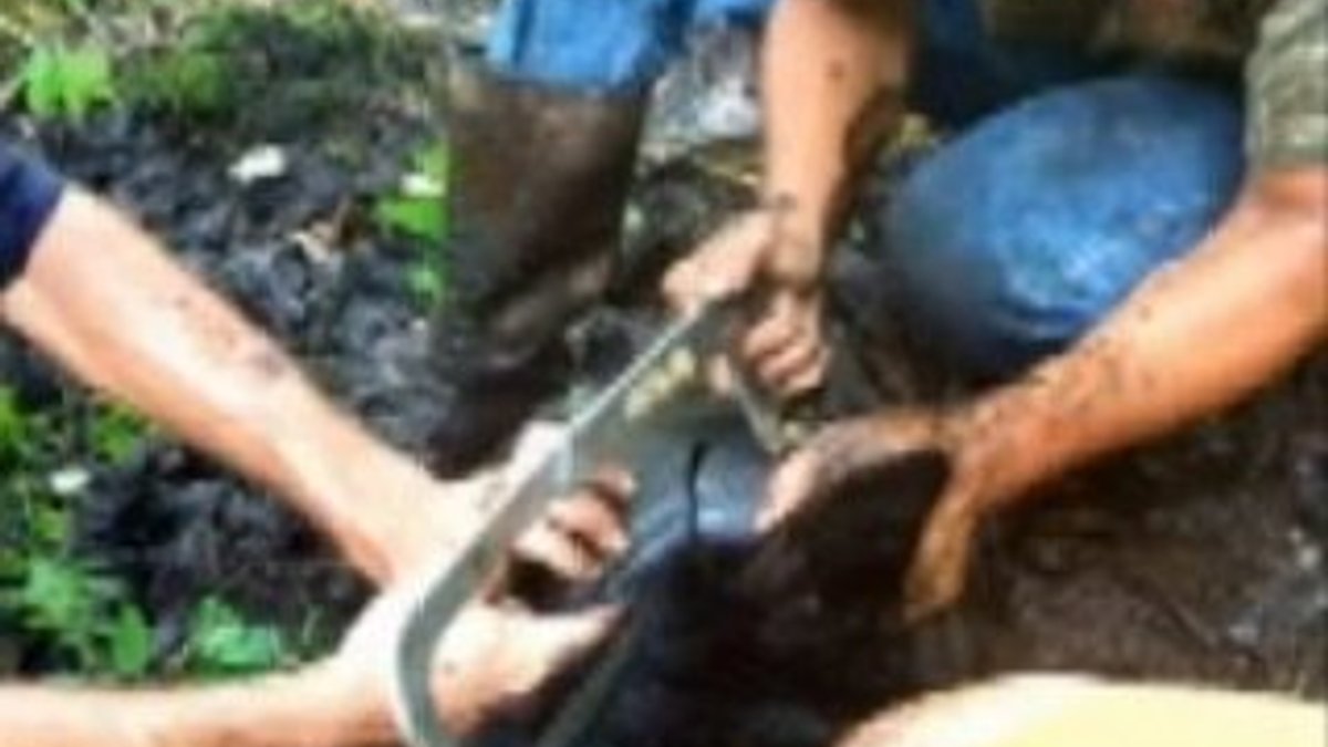 ABD'de kafası kovaya sıkışan ayı kurtarıldı İZLE
