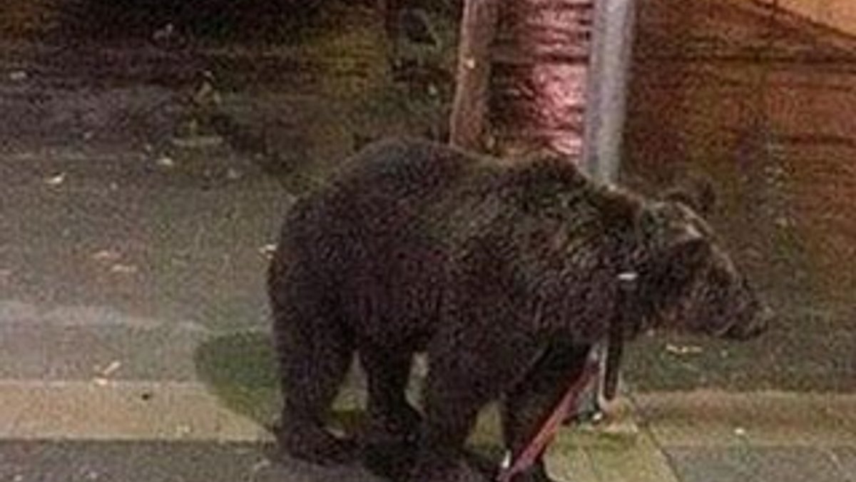 Sahibinin sokak lambasına bağladığı ayı korkuttu
