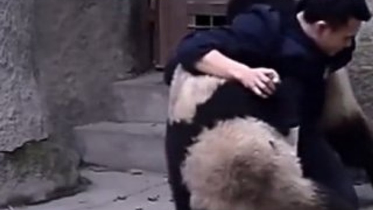 Çinli veterinerin pandalarla gülümseten mücadelesi İZLE