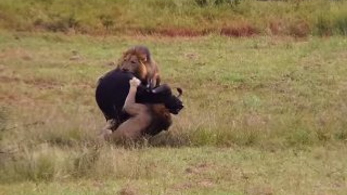 Yavrusunu korumaya çalışan buffalo aslana yem oldu