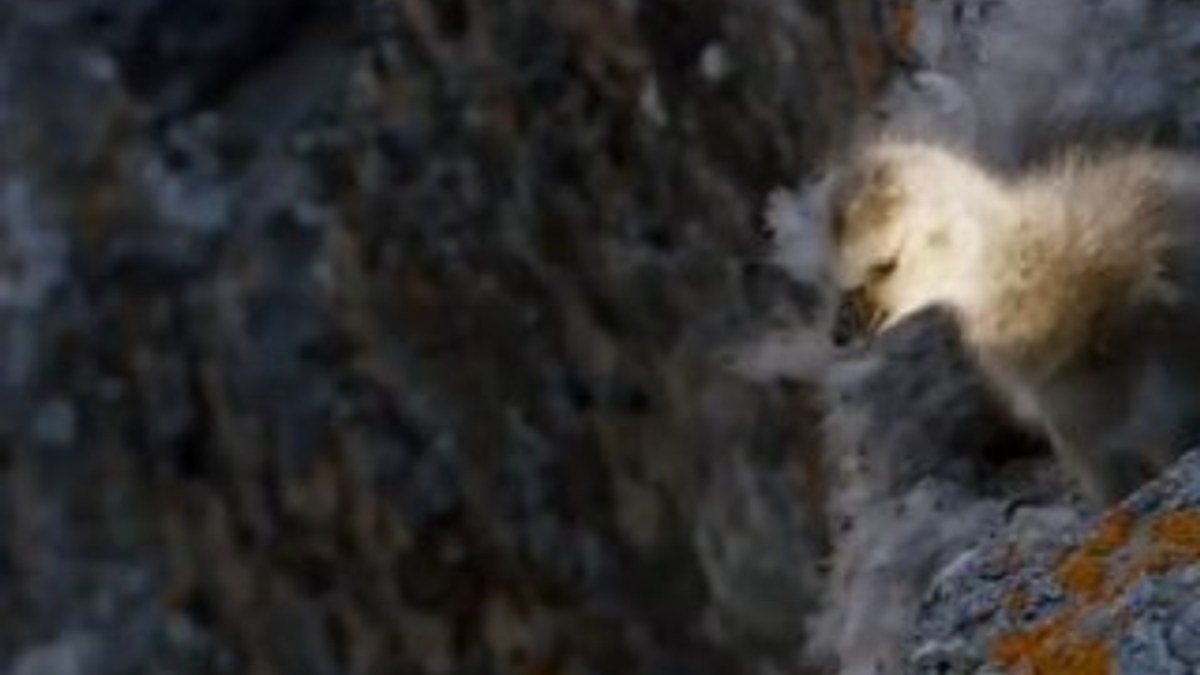 Yavru ördek kayalıklardan uçuruma atladı
