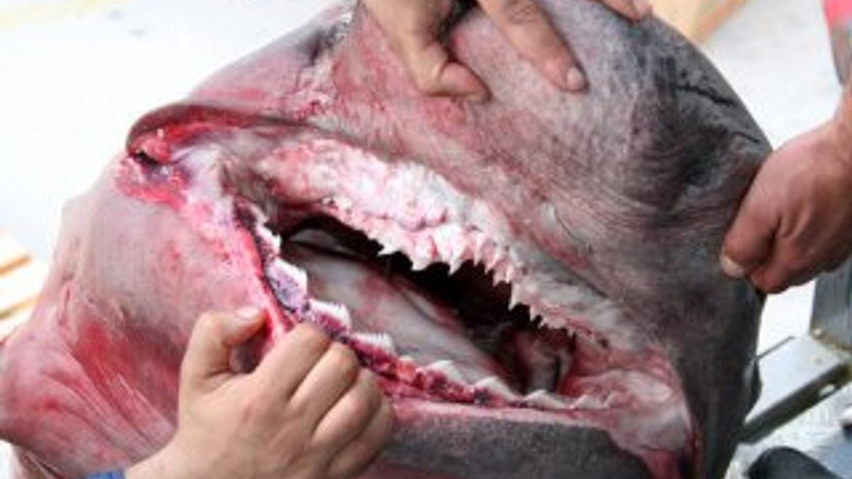Bursa'da dev köpek balığı yakalandı
