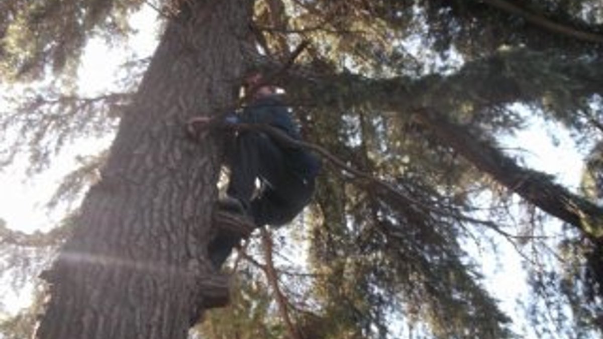 Organının çalındığını iddia eden Trabzonlu ağaca tırmandı