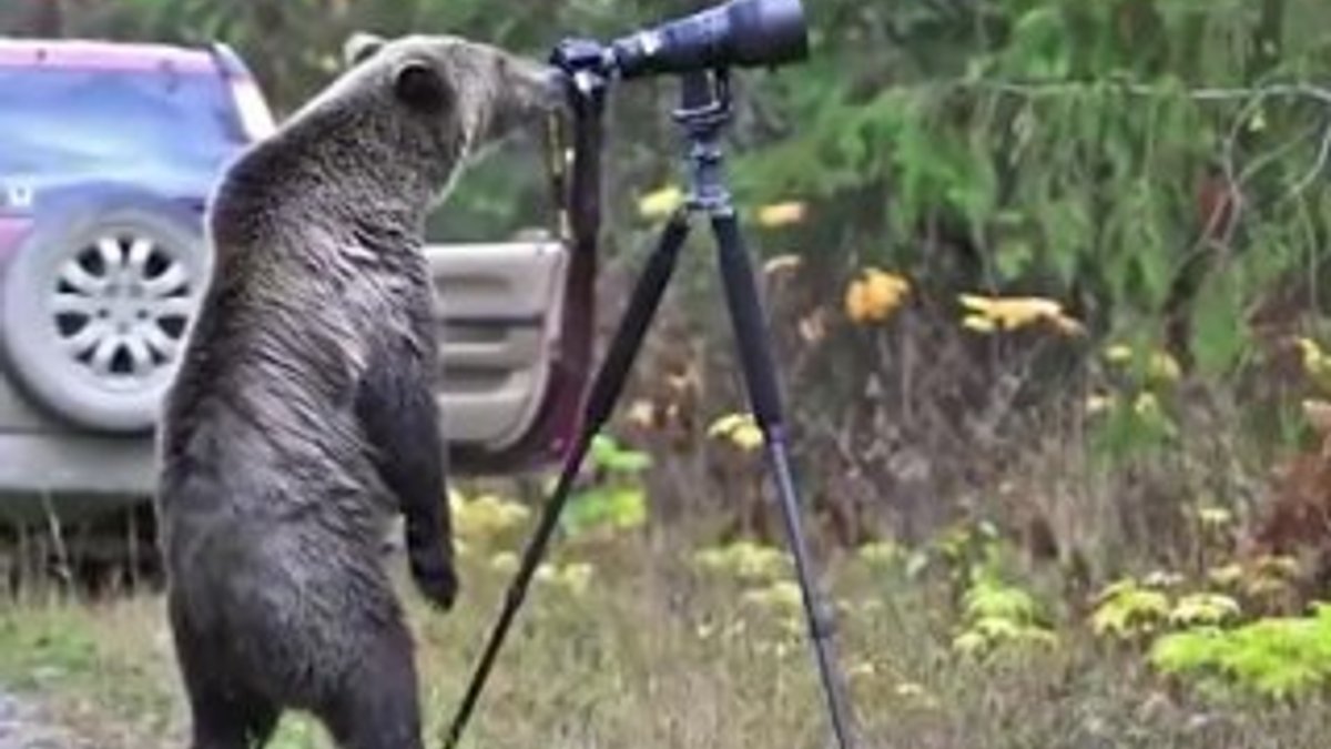 Meraklı ayı kendisini görüntüleyen kameranın arkasına geçti