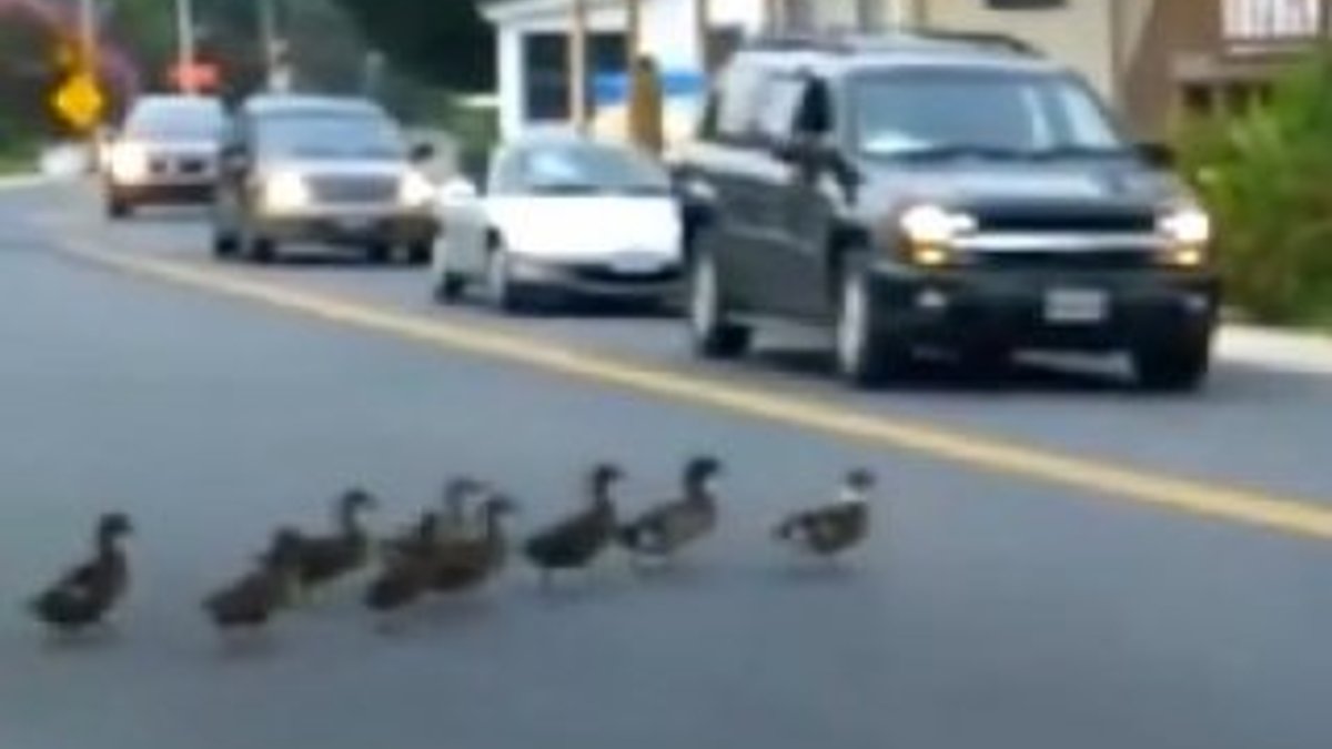 Şaşkın ördekler trafiği alt üst etti