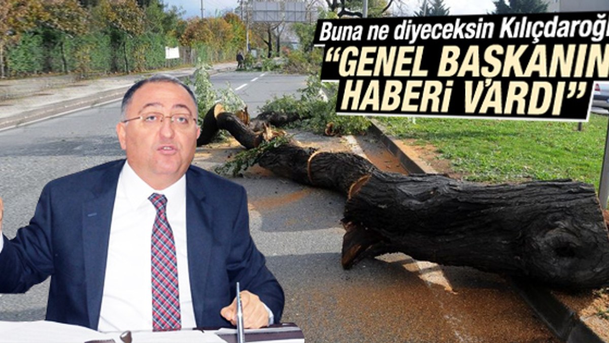 Kılıçdaroğlu'nun Yalova'daki ağaç kesiminden haberi vardı
