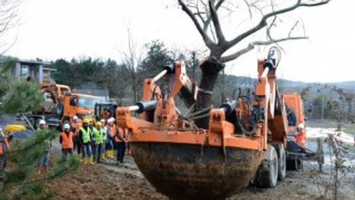 Türkiye'nin en büyük ağaç taşıma operasyonu görüntülendi