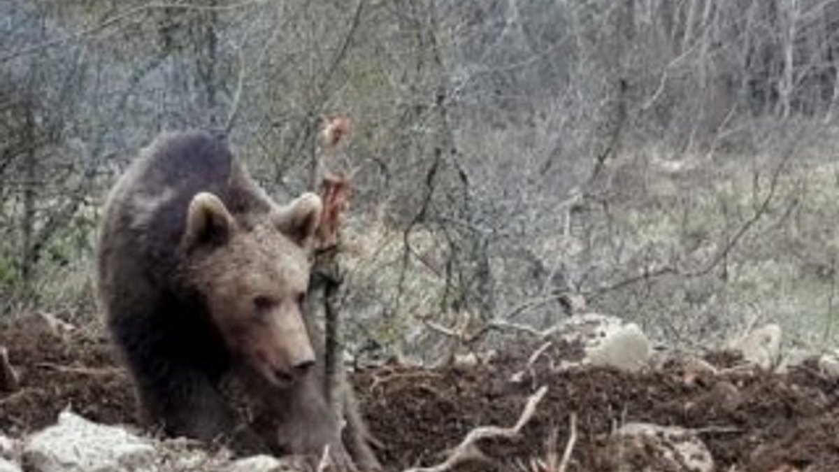 Kastamonu'da bir ayı mezardan ceset çaldı İZLE