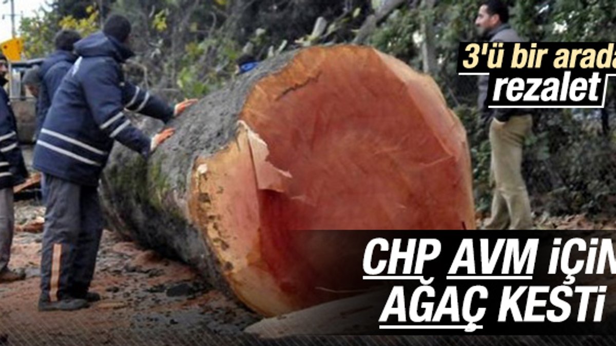 CHP Eskişehir ve Tekirdağ'da ağaç katliamı yaptı İZLE