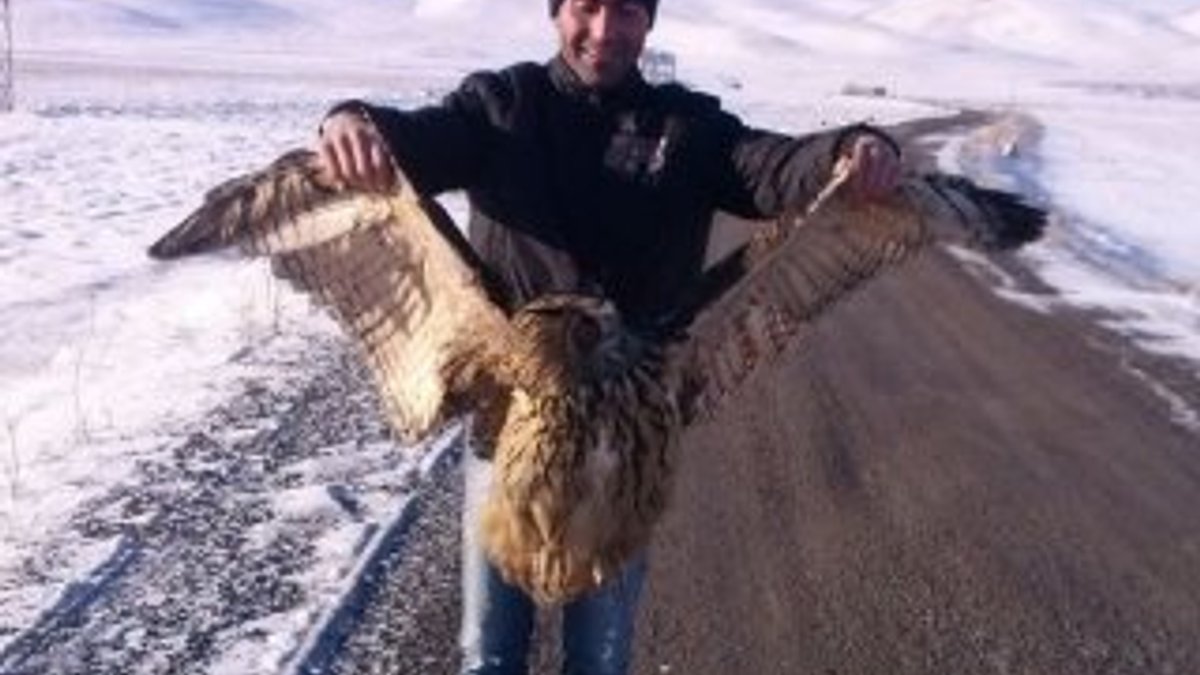 Ardahan'da kanadı kırılan baykuş yol kenarında bulundu