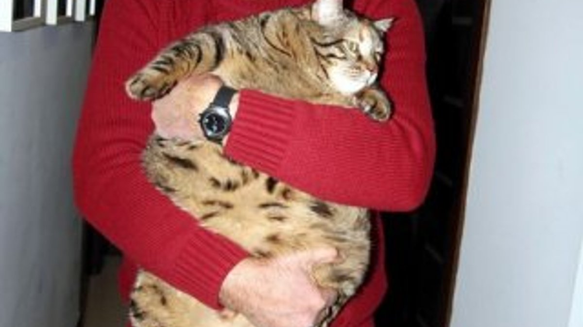 Antalya'da 12,5 kiloluk kedi obezite tedavisi görüyor