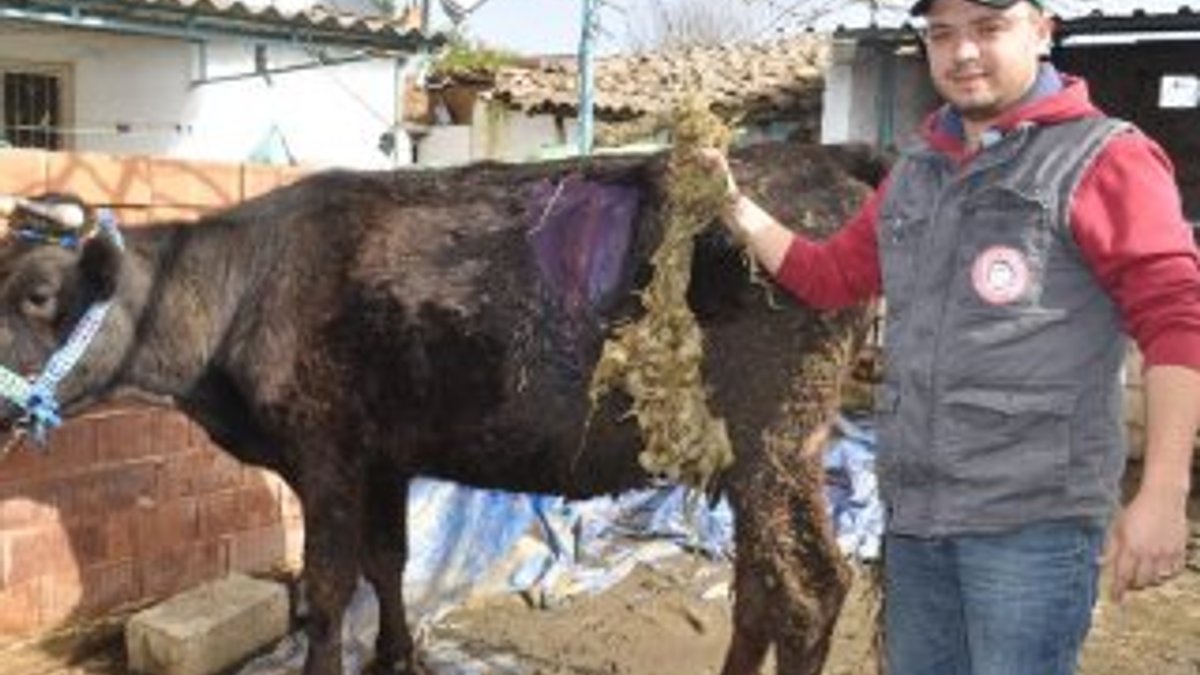 Aydın'da gebe ineğin karnından 2 kiloluk halat çıktı