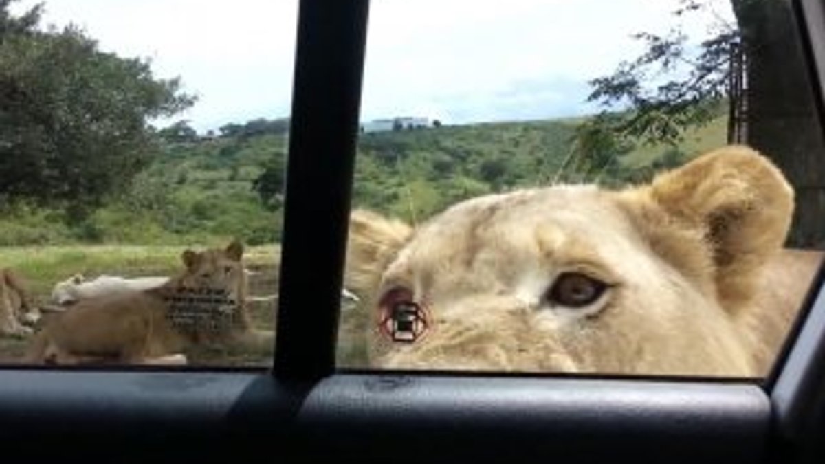 Safariye giden ailenin kapısını dişi aslan açtı