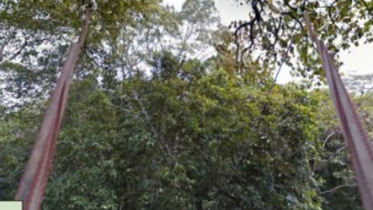 Google Amazon ormanlarını görüntüledi
