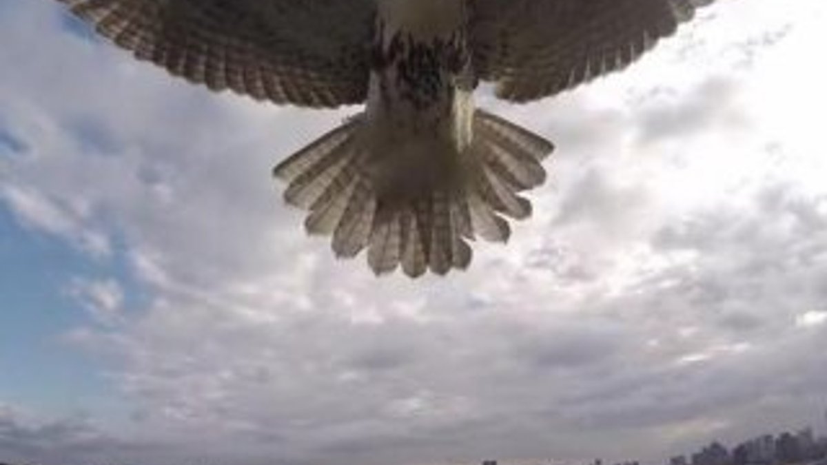 Kuşların saldırısına uğrayan drone İZLE