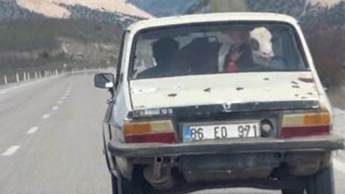 Yozgat'ta buzağı otomobille veterinere götürüldü