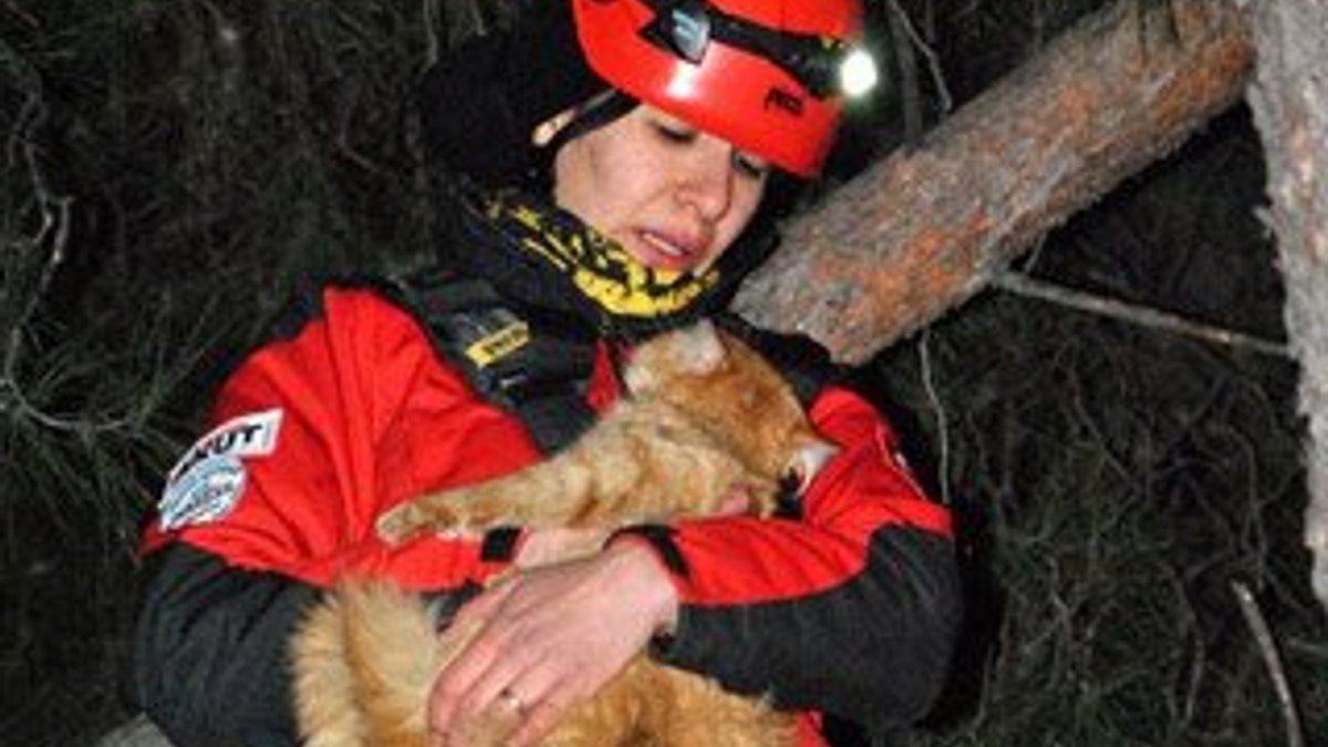İzmir'de kedi kurtarma operasyonu