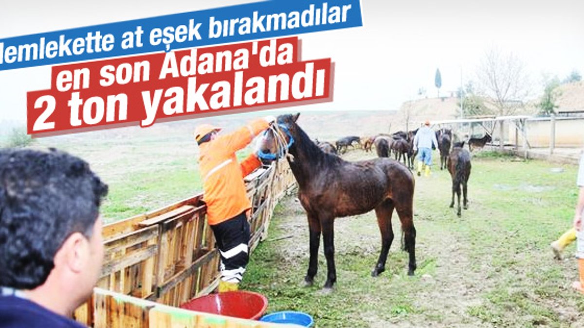 Adana'da 2 ton at eti ele geçirildi