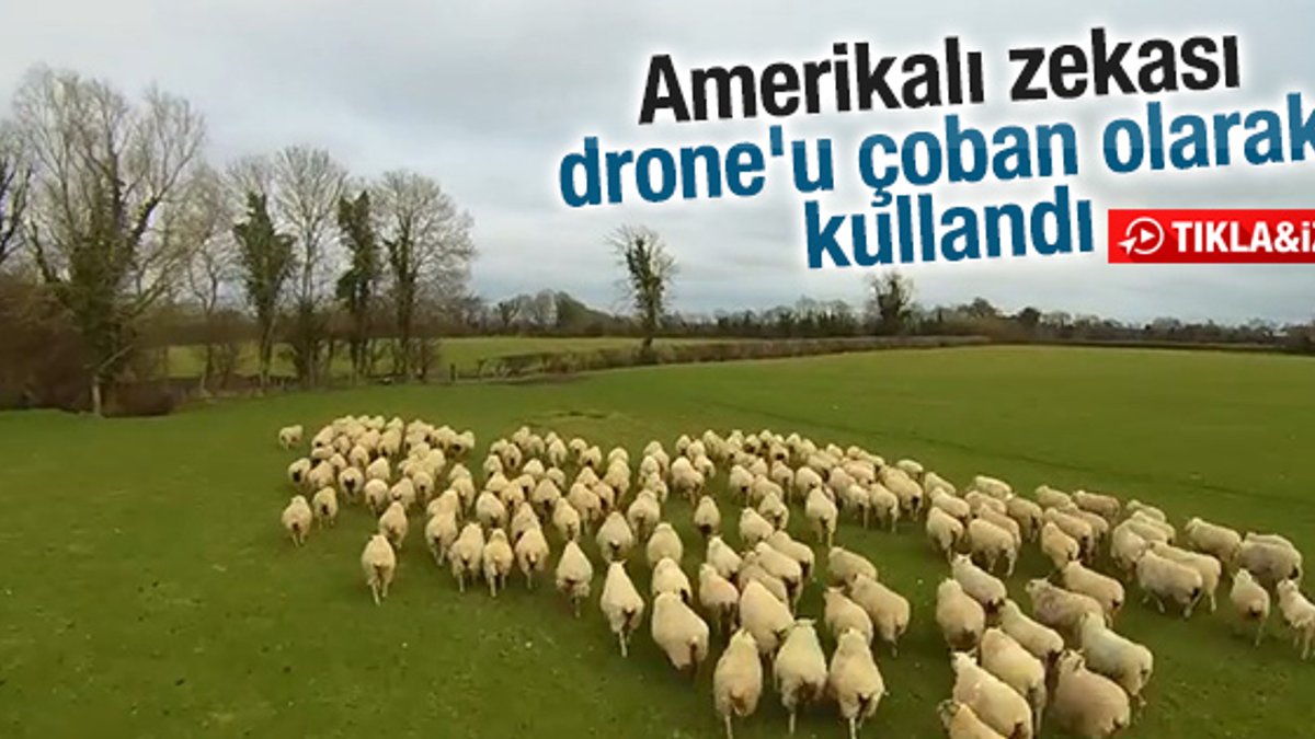 Drone bu kez çoban oldu