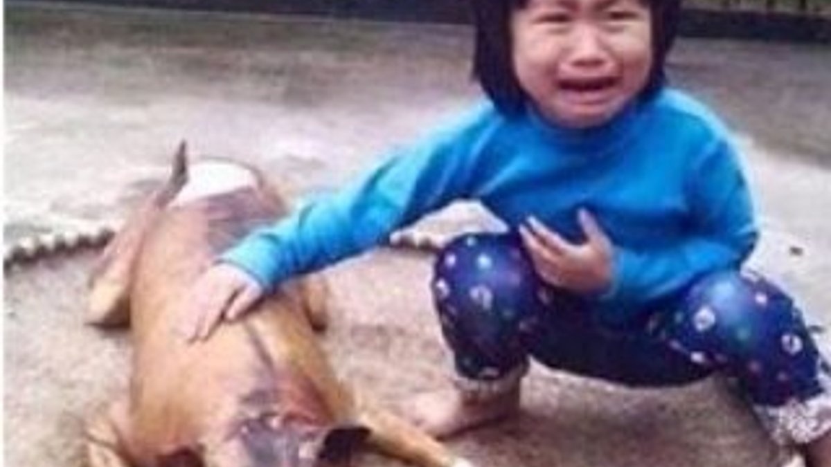 Vietnam'da 5 yaşındaki kız köpeğini yemek olarak buldu