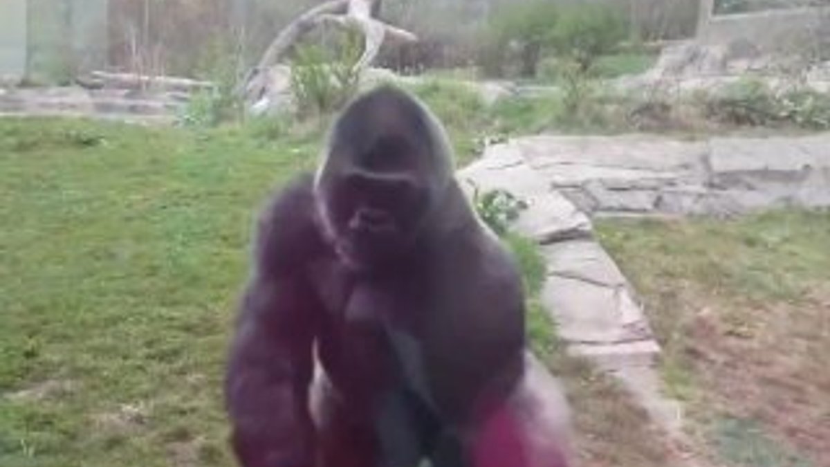 Hayvanat Bahçesinde çocukları gören goril camı kırdı