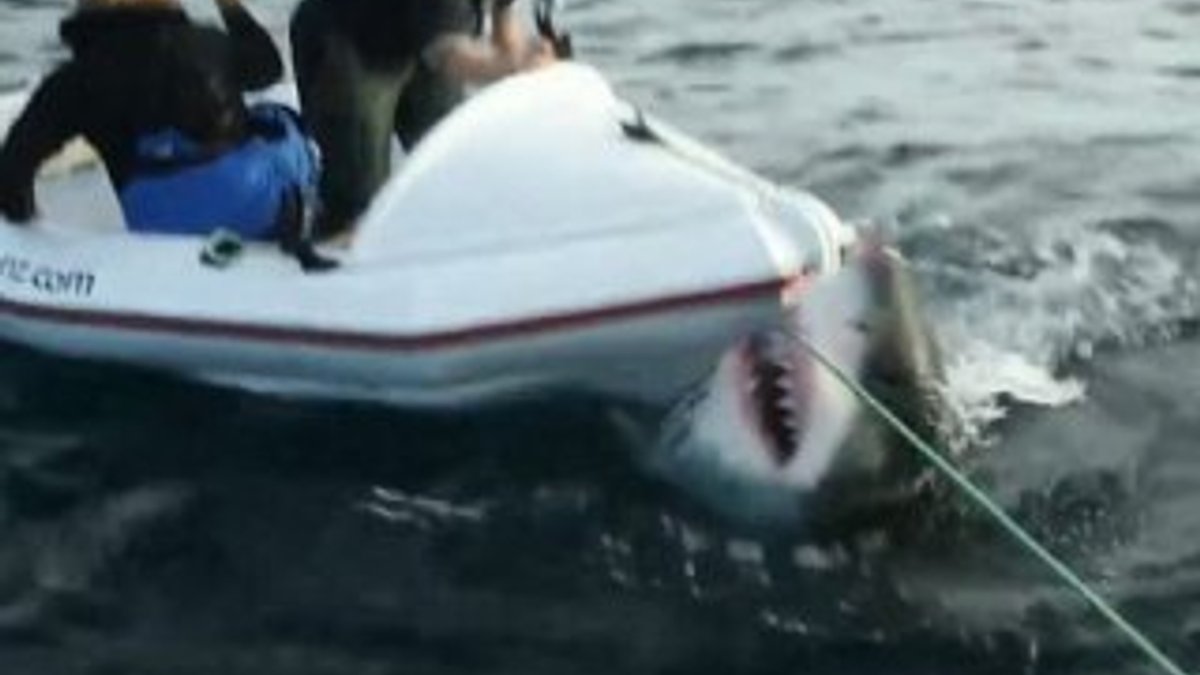 Yeni Zelanda'da çekim yapan ekibe köpek balığı saldırdı