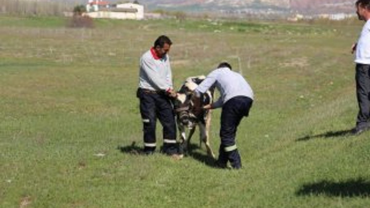 Sivas'ta ahırdan kaçan ineği polis kesti