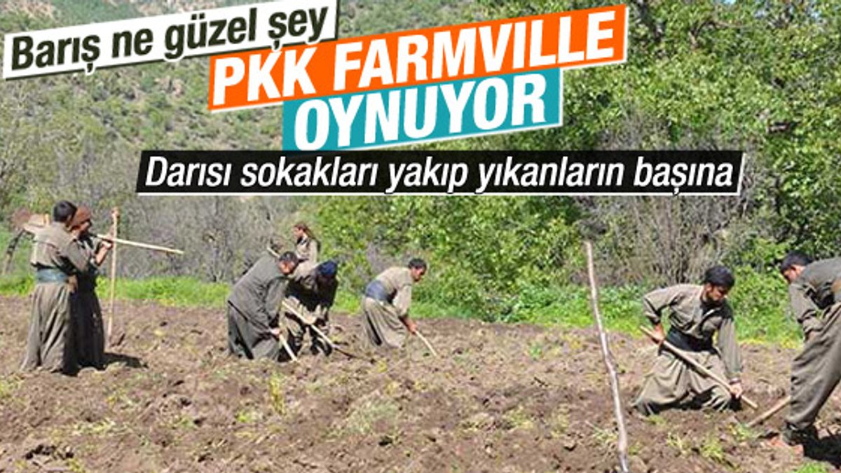 PKK'lıların tarlada çalışırken fotoğrafları ortaya çıktı